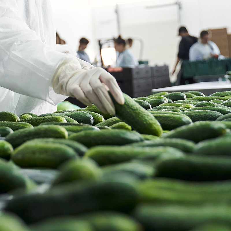 Worker inspecting fresh cucumbers in a clean agricultural environment for quality control and processing.