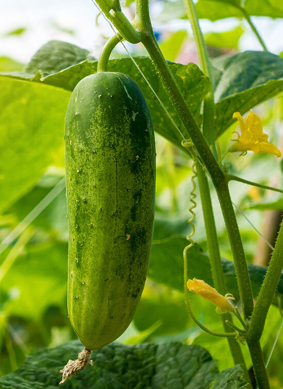 Lush cucumber on a green vine surrounded by vibrant leaves and yellow flowers.