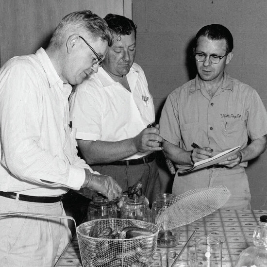 Historical photo of Pickle Packer members grading pickles